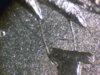1878-CC.jpg