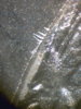 1884-CC #5.jpg