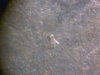 Copy of cpm_1878S_UAV_OBV_Apollo_11.jpg