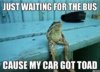 just-waiting-for-the-bus-cause-my-car-got-toad-sitting-frog.jpg