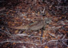 800px-Cyclura_carinata.jpg