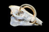800px-Babyrousa_celebensis_-_Crane.jpg