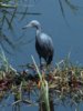 450px-Slaty_Egret_by_Neil_Gray.jpg