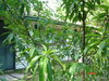 plants 002.JPG