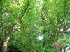 plants 004.JPG