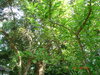 plants 005.JPG