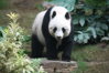 800px-Grosser_Panda.JPG