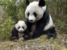 giant_pandas_06.jpg