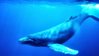 800px-Humpback_Whale_underwater_shot.jpg