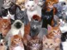 Funny-Cat-Picture-371.jpg