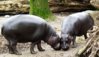 800px-Zwergflusspferd_-_Pygmy_Hippopotamus_-_Hexaprotodon_liberiensis.jpg