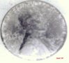 1943PI.jpg