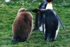 800px-King_penguin_and_a_chick.JPG