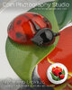 2018_5oz_Silver_Murano_Tulip_&_Ladybug_a.jpg