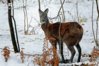 Siberian-musk-deer-in-snow.jpg