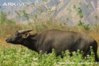 Tamaraw.jpg