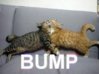 bump1.jpg