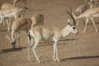 marica_gazelle.jpg