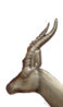 icon.png