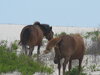 Assateague Island 018.JPG