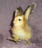 Feral Chicken.jpg
