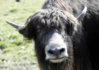 Yak.jpg