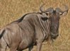 Gnu.jpg