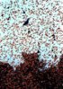 clustering_flying_ss13139.jpg