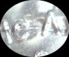 Canada ANA Set struk thru b.jpg