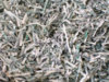 shredded-money-1.jpg