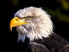 bald-eagle-usa-symbol-1024x768.jpg