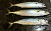 Dirk Mackerel.jpeg