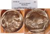 Buffalo nickel with label.jpg