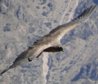Condor.jpg