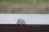DSC08468.jpg