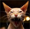 mean cat.jpg