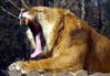 liger-431x300.jpg