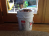 Penny Bucket 2.JPG
