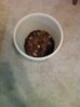 wheat penny bag.JPG