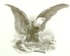 SCCS 2012 eagle.jpg
