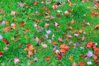 leaf_color_collage_800.jpg