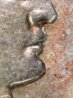 1902 O Dime Crop.jpg