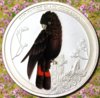 red_tailed_black_cockatoo_flowers_o.jpg