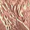 1998D doubled ear close up.jpg