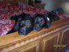 PuppyFootboardSmall.JPG