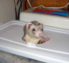peanut_bin_4.jpg