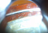2010PLincolnDollar8CameraPhone1.jpg