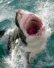 great-white-shark-1.jpg