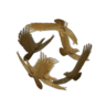 eagle_box.png