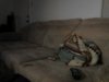 couch.jpg